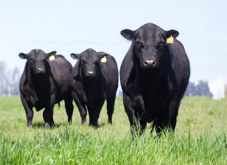 ganadería argentina