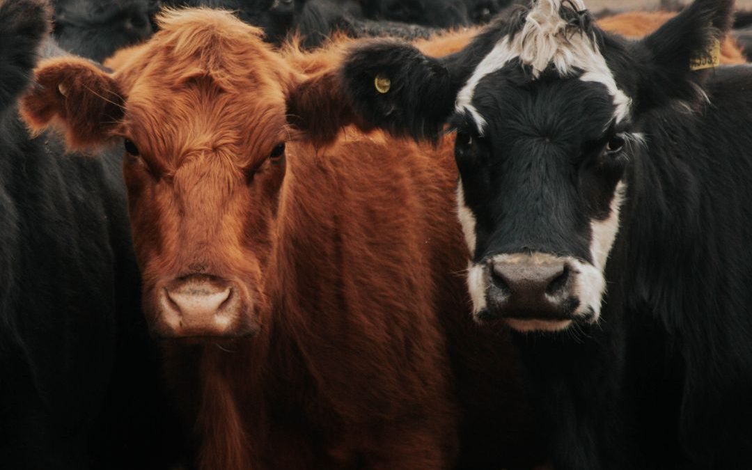 Carne argentina y su regulación: lo que debes saber