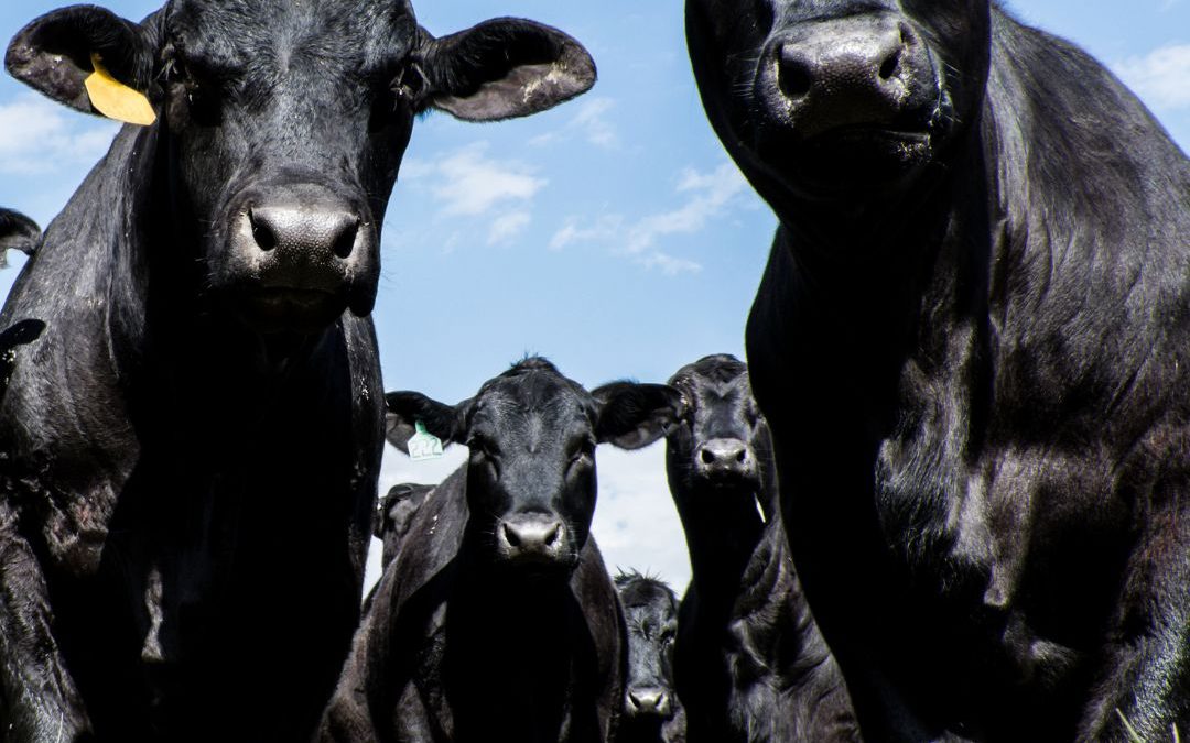 ¿Qué razas de ganado se crían en Argentina? Estas son sus características