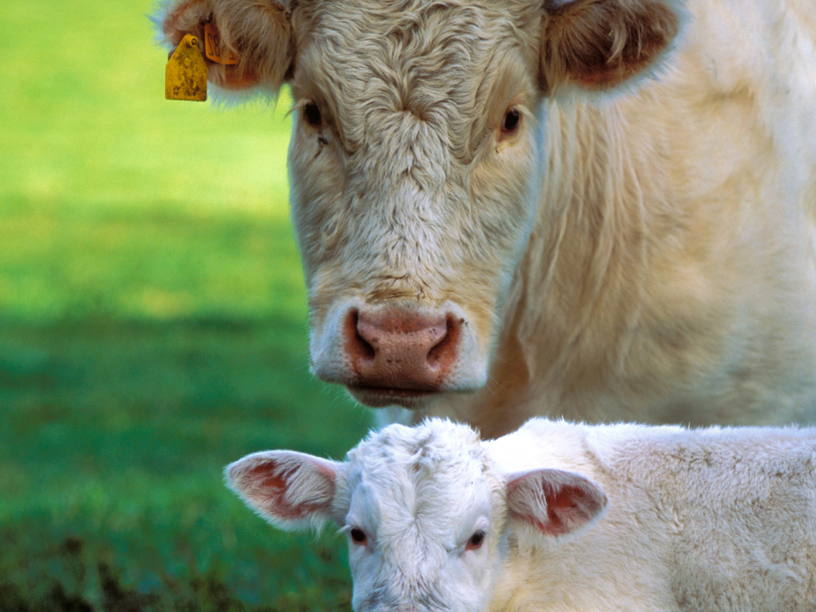 Cómo se gestiona la trazabilidad de la carne en Argentina
