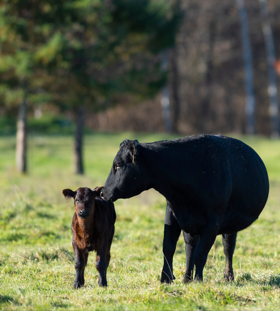 cadera o corazón de cuadril