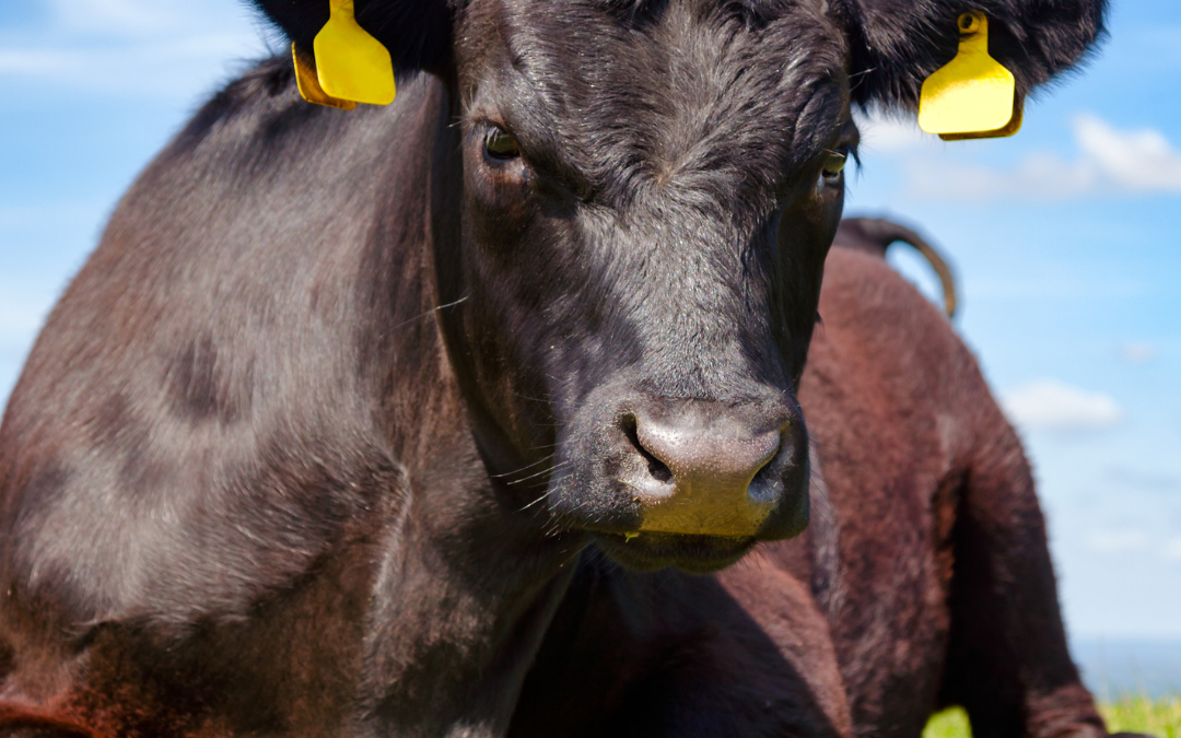 De la Pampa al plato: cómo se crían las reses en Argentina