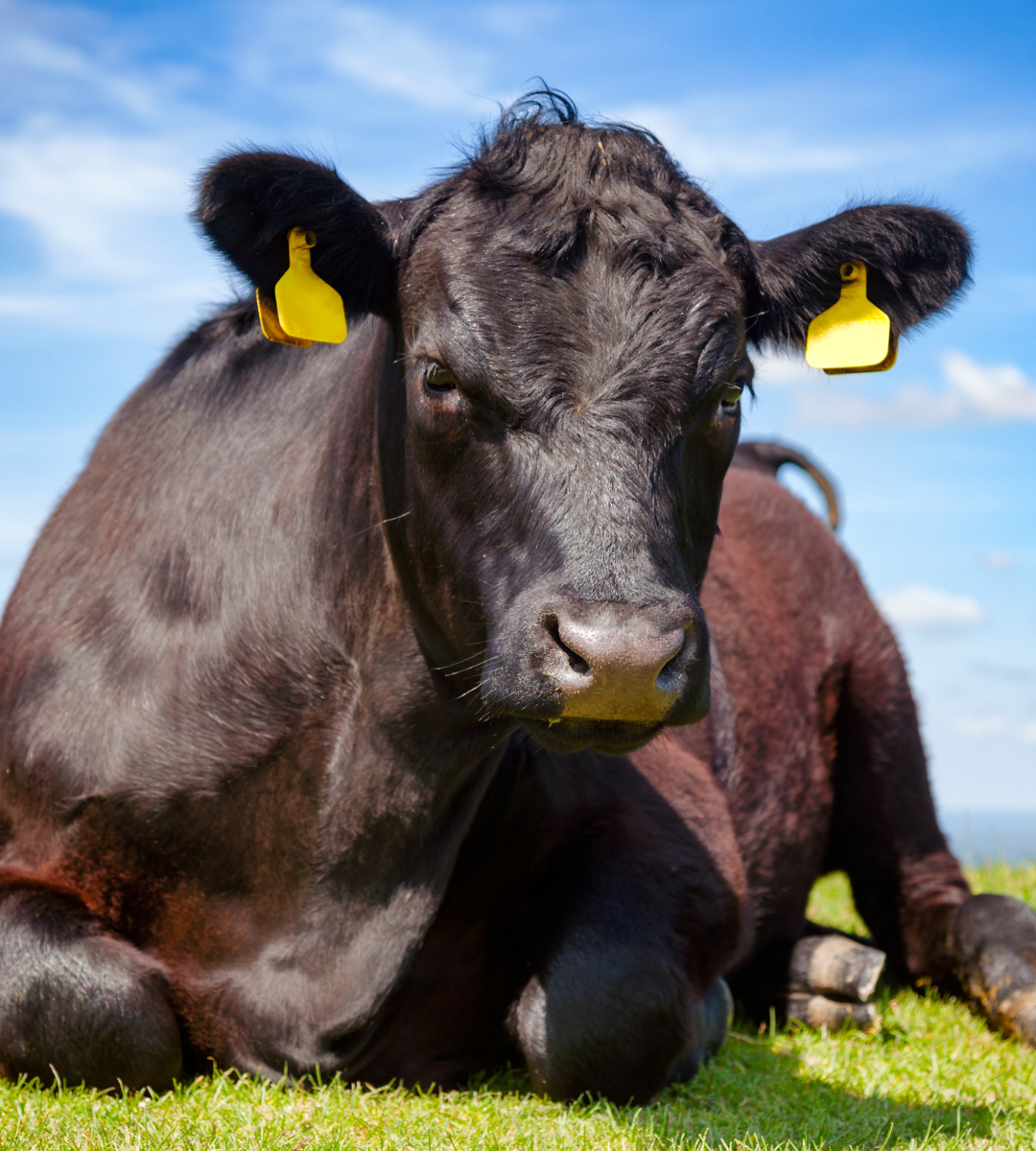 Copy of Copy of CURIOSIDADES 4(14)