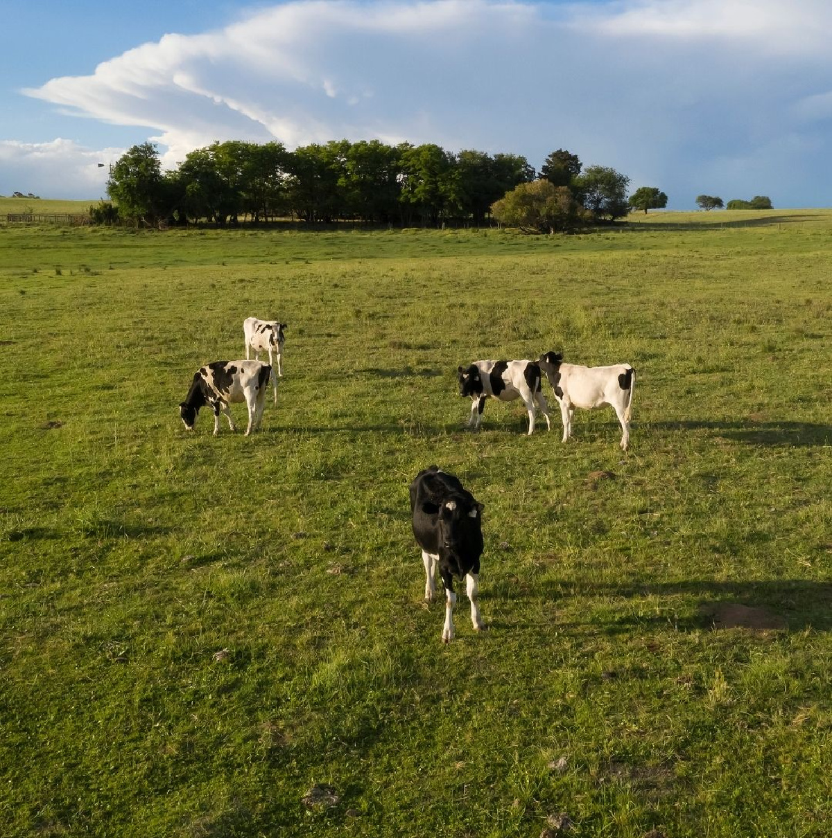 cadera o corazón de cuadril